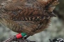 全長10センチ程度の「小鳥」が離島でなぜか“巨大化”――　鳴き声や遺伝的特徴にも違い　新種へ進化する可能性も【海外】