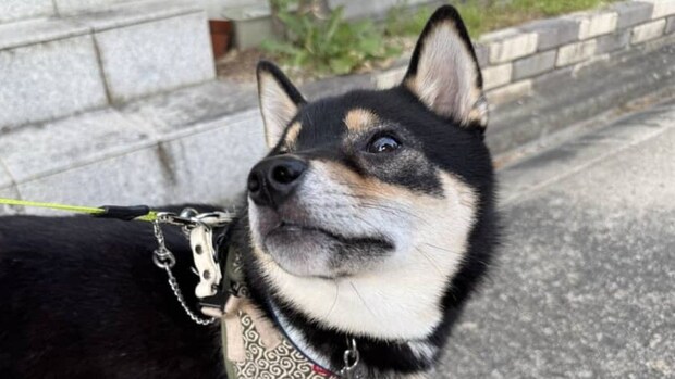 散歩中、愛犬が急に止まり……目を疑う光景が390万表示「怖すぎる」「なんでそこに？」