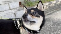 【画像】あいさつをする黒柴を見る