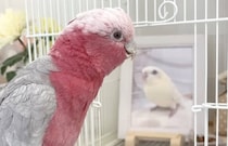 姉の遺影を見つめるインコ→次の瞬間……　「これは涙出ますて」「ボロ泣きしちゃった」「胸がぎゅっと」