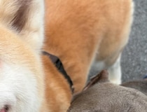 「怖い犬じゃん」と言われた大型犬2匹→156万表示された“実際の姿”に「イメージ変わった」「撫でさせてもらいたい」