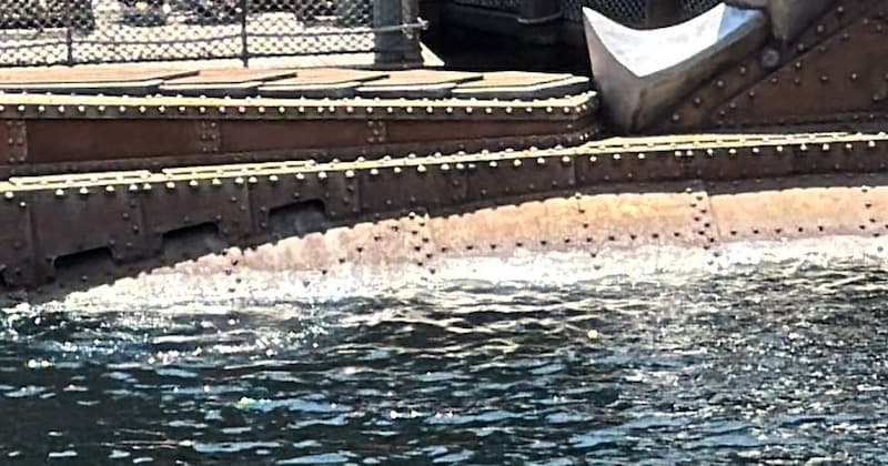 「なんですかこれ」ディズニーシーでカメラを構えたら……　目を疑う光景が216万表示「絶対拝みに行く」