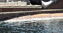 「なんですかこれ」ディズニーシーでカメラを構えたら……　目を疑う光景が216万表示「絶対拝みに行く」