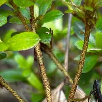 【画像】カマキリのイメージ