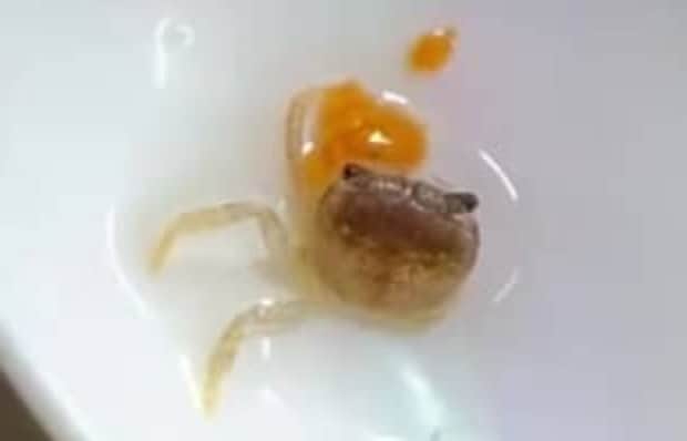 共食い被害で手足を失ったカニ→1カ月手厚くケアし続けたら…… 驚きの姿に「すげーな、おめぇ!!」「ここまで回復するんですね」