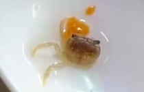 共食い被害で手足を失ったカニ→1カ月手厚くケアし続けたら……　驚きの姿に「すげーな、おめぇ!!」「ここまで回復するんですね」
