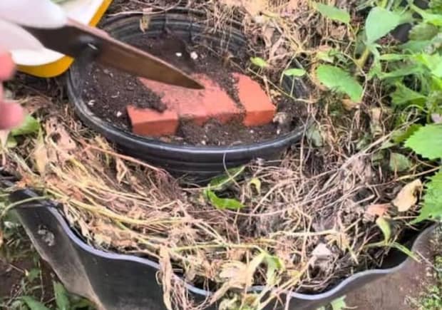 雑草を敷き詰めたマルチ→掘ってみたら…… 「凄かった…!」驚きの光景に「羨ましい…!!「とてもためになります」