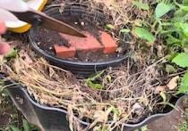 雑草を敷き詰めたマルチ→掘ってみたら……　「凄かった…！」驚きの光景に「羨ましい…！！「とてもためになります」