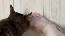 母が突然「タトゥー入れた」17歳次男「ガチ!?」→目を疑う光景に「えぐい」「こんな裏切りあるんですか」