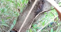 【画像】河川敷を歩いていると……