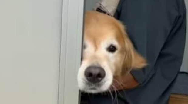モジャモジャな愛犬を「ラブラドールにしてください」→2時間後…… 「うわぁ~」飼い主、驚きの変身に「予想以上にバッサリ」「惚れてまうやろ」