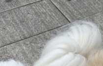 愛犬たちとペット可の食堂へ→ふと伝票を見ると……「また行こう」　“神対応”に「近くにあったら通いますね」