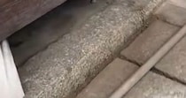 【画像】迷い込んだカメ