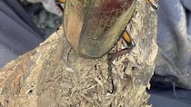 【画像】自然好きの高2男子がつかまえた昆虫