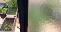 狭小住宅の屋上でカメを20年育て続けたら……　驚きの光景に「すごく理想の形」「憧れます」