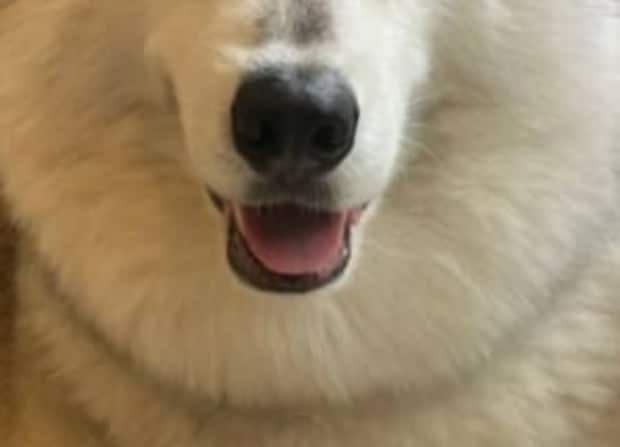 散歩中、マダムに「2階から顔出してる子よね」と言われた犬→衝撃の事実に「謎は全て解けた」「知らぬは飼い主だけ……」