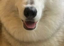 散歩中、マダムに「2階から顔出してる子よね」と言われた犬→衝撃の事実に「謎は全て解けた」「知らぬは飼い主だけ……」