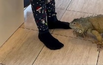 飼い主の足元にやってきた大きなイグアナ→次の瞬間……「え？」　予想外の姿と表情が550万再生「驚いた」【海外】