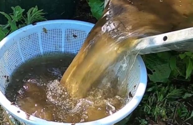 フナの稚魚をタライから取り出したら→「エッ、何が起きたんだ？」　中から出てきた“奇妙な生物”に「空から降ってきたのか」「不思議」