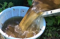 フナの稚魚をタライから取り出したら→「エッ、何が起きたんだ？」　中から出てきた“奇妙な生物”に「空から降ってきたのか」「不思議」
