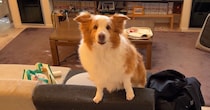 ママと6日間も会えなかった犬→赤ちゃんと初対面した瞬間……　「涙が出ました」「お姉さんになりましたね」