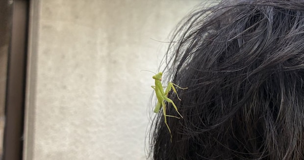 外出先で、妻が夫の頭を見てみたら……「お供キャラ連れてた」　思わず二度見の光景に「ずいぶん楽しそうじゃねぇか」
