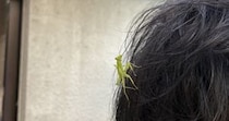 【画像】夫の頭