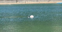 海で泳いでいたら、謎の“でかい生き物”を見かけて……「え!?」　まさかの正体に「そんなことある？」「まじビビるやつ」　投稿者に話を聞いた