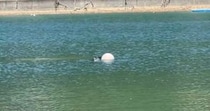 【画像】海で見かけたアザラシ