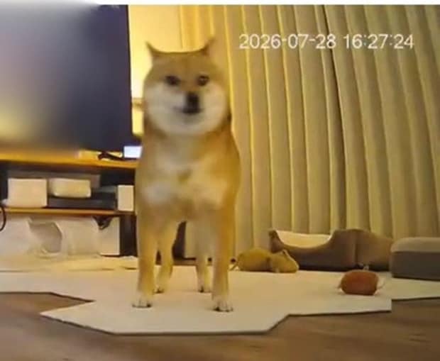 柴犬と猫2匹で留守番中、熊本で地震発生→臆病な柴犬が向かったのは……　ペットカメラが捉えた姿が365万再生「大号泣」