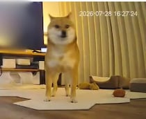 柴犬と猫2匹で留守番中、熊本で地震発生→臆病な柴犬が向かったのは……　ペットカメラが捉えた姿が365万再生「大号泣」