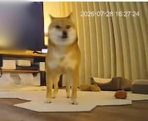 【動画】動画で見る