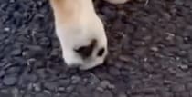 散歩中、小学生たちに「これはもう食パンを超えてる」と言われた犬→納得の“後ろ姿”に「たまらんです」「けしからん」