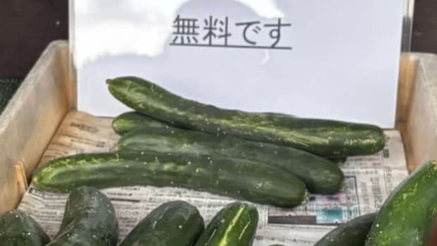 「無料です」と書かれたきゅうりを持ち帰り→翌朝…… 予想外の展開に「優しい世界」「こういうの泣いちゃう」