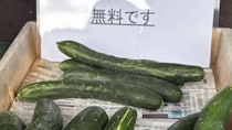 「無料です」と書かれたきゅうりを持ち帰り→翌朝……　予想外の展開に「優しい世界」「こういうの泣いちゃう」