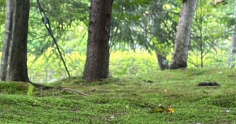 軽井沢で撮影した写真→よく見ると……　「絵本でしか見たことない」信じられない光景に「妖精が住んでいそう」「これは見事」