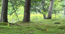 軽井沢で撮影した写真→よく見ると……　「絵本でしか見たことない」信じられない光景に「妖精が住んでいそう」「これは見事」