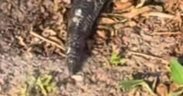 「ツチノコかと思った」草むらでゴソゴソ音→よく見ると…… まさかの生き物に「何だこりゃあ~?」「見たことない」