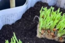 新聞紙をパタパタ折って、中に豆苗を植えたら……「えー！」　2カ月後、目を疑う光景に「絶対にやってみます」