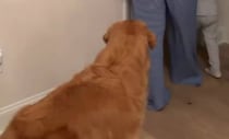 ママが3歳息子を寝かしつけたら、愛犬のゴールデン・レトリーバーがついてきて……「これは泣く」　320万再生の姿に「なんて尊い」【海外】