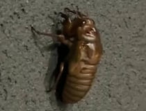 自宅庭に迷い込んだセミの幼虫→よーく観察していると数分後……　驚きの姿に「貴重な体験」「オチが最高すぎた」
