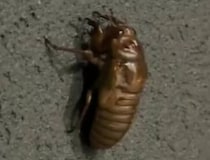 【動画】壁に誘導すると