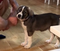 「ラブラドールのミックス犬だよ」と言われ迎えた子犬→5年後……「もはや馬」　1220万再生の姿に「おったまげた」【海外】