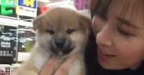 セールで5万円だった柴犬→お迎えして8年後……　家族と歩んだ現在の姿に「愛があふれてて泣けてきた」「これからもずっと一緒で」