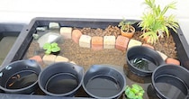 レンガを大量に使ったビオトープ→メダカ57匹を入れて50日後……　奇跡の展開に「感動しました」「元気に育ってほしい」