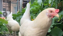 大量に抜いた“雑草”→ニワトリ4羽の小屋にびっしり敷くと……　翌日、驚きの光景に「宝の山に変わりました」