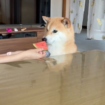 柴犬に初めてスイカを与えたら……　正直すぎる“驚きのリアクション”に「涙出てくる」「ファンになっちゃった」