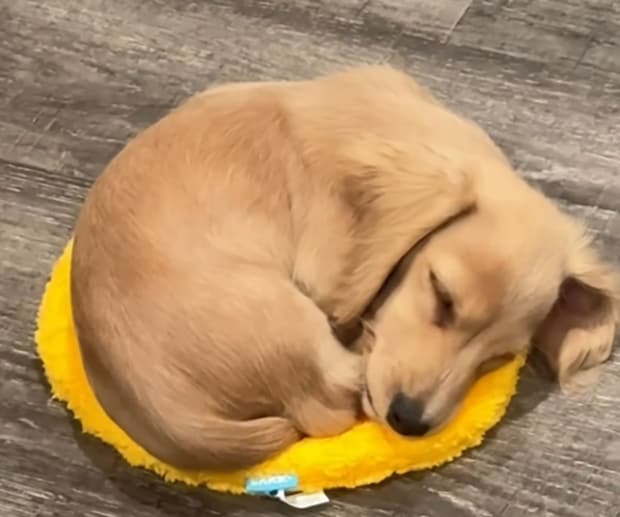 大好きなマットにぴったりおさまる子犬が1年後……「泣けてくる」 4200万再生の光景に「心の準備できてなかった」【海外】