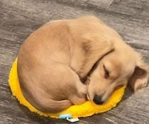 大好きなマットにぴったりおさまる子犬が1年後……「泣けてくる」　4200万再生の光景に「心の準備できてなかった」【海外】