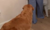ママが3歳息子を寝かしつけたら、愛犬のゴールデン・レトリーバーがついてきて……「これは泣く」　320万再生の姿に「なんて尊い」【海外】